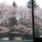 ～桜満開～社窓より
